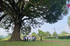 Preserving the 800-year-old heritage tree in Ha Tinh province