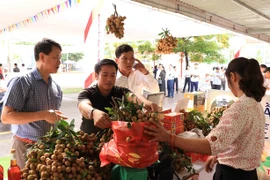 E-commerce expected to help Hung Yen longan reach out to foreign markets