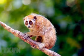 Wildlife conservation: Risks and efforts
