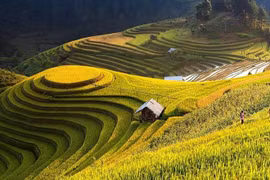 Ha Giang promotes beauty of Hoang Su Phi terraced fields online 