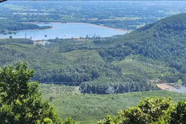 Forestry production value targeted to grow 5.5% annually in next five years