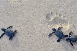 Protecting sea turtles on Con Dao Island