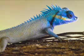 Vietnam works to preserve vulnerable wildlife amid climate change