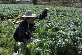Sustainable development of medicinal plants in Lao Cai