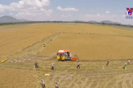 Vietnam’s rice export to hit 7 million tonnes this year