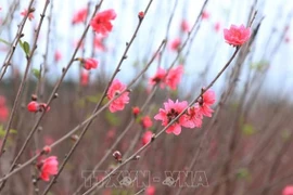 Nhat Tan peach blossoms aflush as Tet comes near