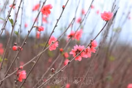 Nhat Tan peach blossoms aflush as Tet comes near