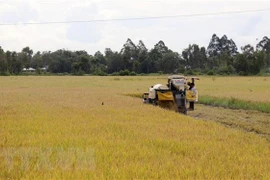  Kien Giang's export turnover reaches over 500 million USD in seven months