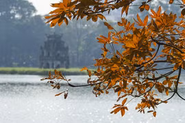 Tree at Hoan Kiem Lake turns orange