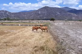 Ninh Thuan farmers face severe drought