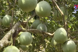 Opportunities for Vietnamese pomelo to enter more markets