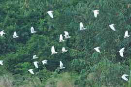Thung Nham Bird Park – a site for bird lovers