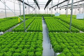 Da Nang develops high-tech agriculture