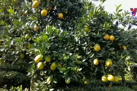 Orange orchards charm visitors to Moc Chau 