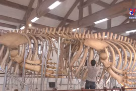 Two 300-year-old whale skeletons on Ly Son Island restored