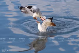 Photos of endemic birds in Vietnam on display