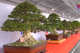 Open southern bonsai exhibition-competition kicks off 
