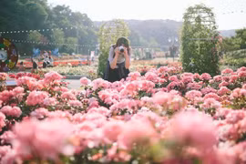 “Land of roses” in the hearts of Vietnamese people