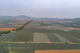 Pineapple fields in Ninh Binh province