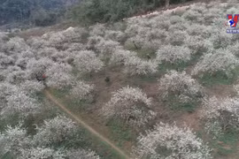 Early plum blossoms on Moc Chau plateau wow visitors