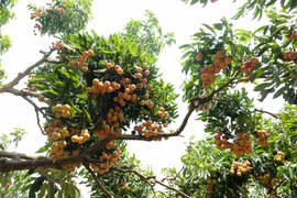“Thieu lychee kingdom” looks to conquer demanding markets