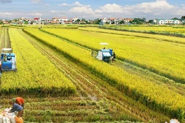 Mekong Delta rice farming to become a leading sector in agricultural production
