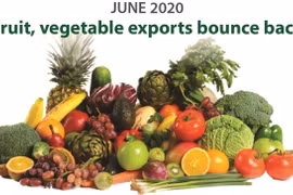 Fruit, vegetable exports bounce back