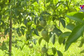 Vietnam pilots exporting passion fruits to China