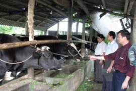 Vietnam-Belgium agricultural education cooperation successful