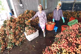 Irradiation facilities benefit fruit exporters