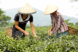 More investment in safe agricultural production needed