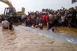 Dead whale buried in Nghe An 