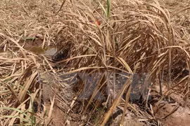 Hanoi gives financial support to drought-hit localities 