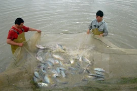 Tilapia exports set to shoot up in years ahead: VASEP