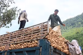 Cassava exports fall with China demand