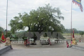 Heritage title given to centuries-old tree in Vinh Phuc