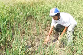 Khanh Hoa suffers severe water shortage 