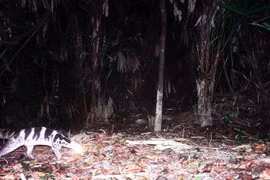 Many endangered species found in Phong Dien Nature Reserve