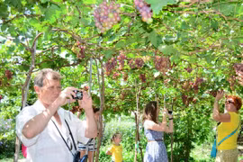 Ninh Thuan Province to grow more grapes