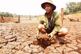 Over 20,800 hectares of crops in Central Highlands dry up 