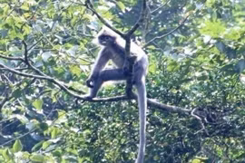 Thanh Hoa: rare primate faces extinction 