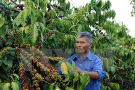 Vietnam, UK seek ways to boost coffee trade