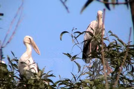 Endangered openbill storks migrate to Dien Bien 