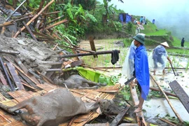 Workshop promotes disaster management in Mekong Delta 