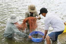 Shrimp export forecast lowered by 300 million USD