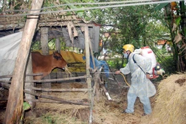 Ministry to boost cattle foot-and-mouth immunity 