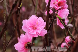 Nhat Tan peach flowers: Hanoi's symbol for Tet