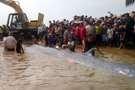 Dead whale buried in Nghe An 