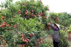 Lychee week kicks off in Hanoi