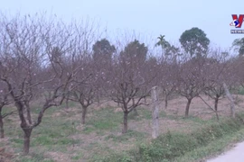 Well-known peach garden in Thanh Hoa ready for Tet